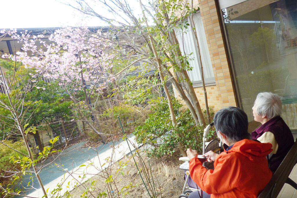 【日常】お庭のいよいよ河津桜が満開!多少残業増えても入居者さんに喜んでもらおう活動…社長に無許可で実施中w