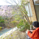 【日常】お庭のいよいよ河津桜が満開！多少残業増えても入居者さんに喜んでもらおう活動…社長に無許可で実施中w