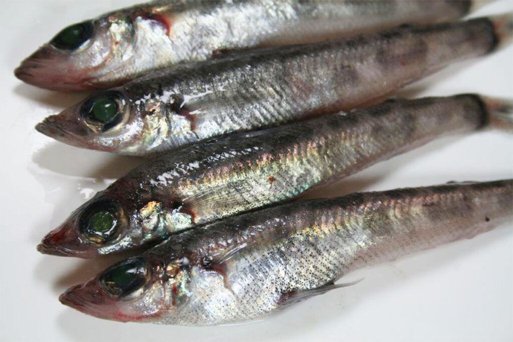 【食事】地元蒲郡名物メヒカリの唐揚