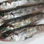 【食事】地元蒲郡名物メヒカリの唐揚